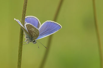 Butterfly in green