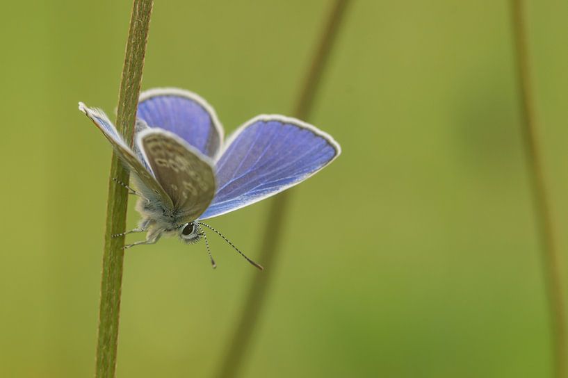 Butterfly in green by Miranda Rijnen Fotografie