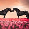 Hollandse tulpen met Friese paarden van Laura Dijkslag