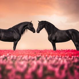 Hollandse tulpen met Friese paarden van Laura Dijkslag