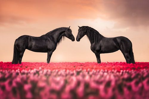 Hollandse tulpen met Friese paarden van Laura Dijkslag