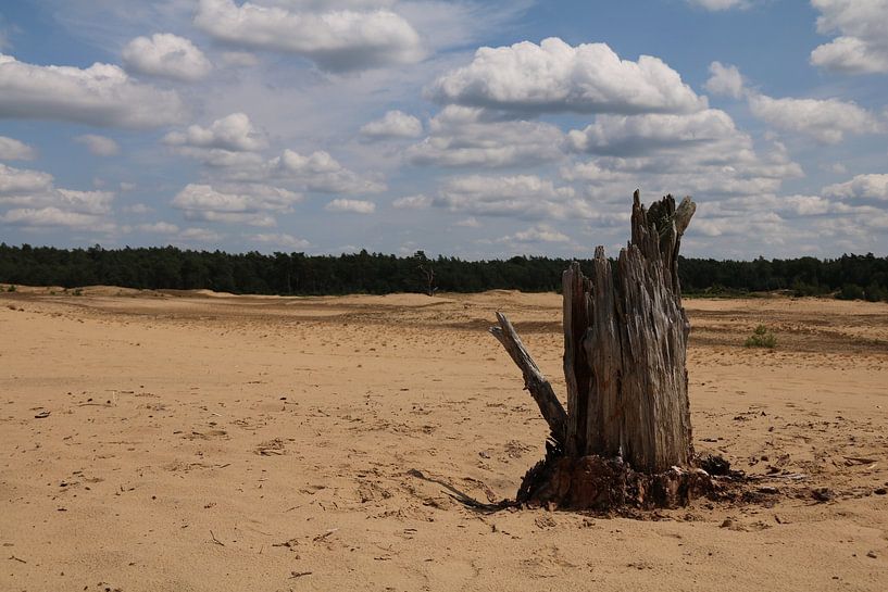 Kootwijkerzand by Jayne Wilby