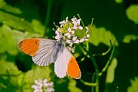 Orangefarbene Spitze