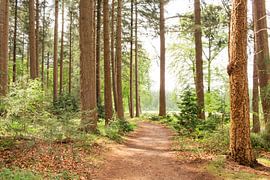 Wanderweg zwischen den Bäumen auf dem Lemelerberg von Deborah de Meijer