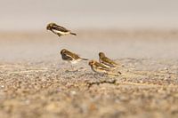 Bruants des neiges dans une tempête de sable
