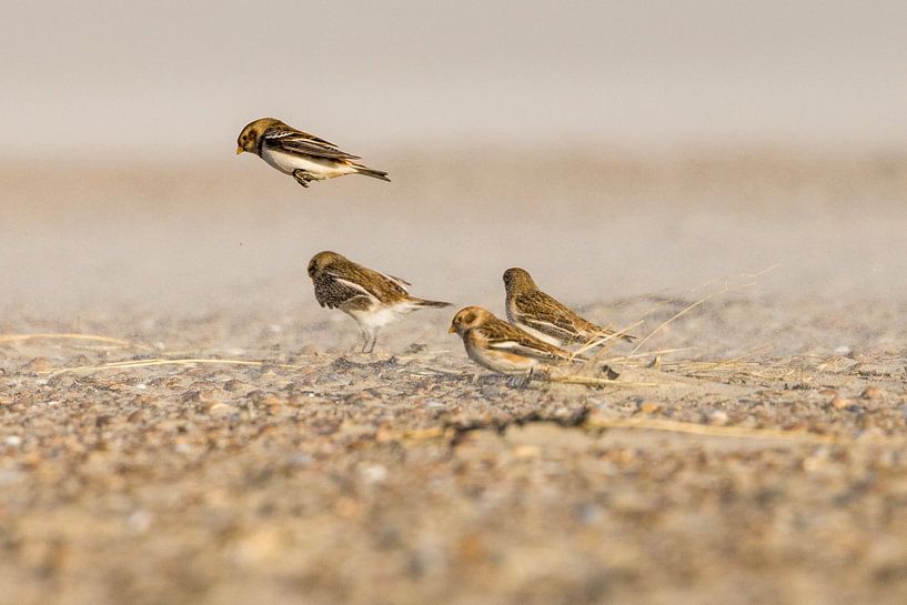 Snow buntings in sandstorm by Erwin van Eekhout