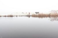 Kühe im Nebel