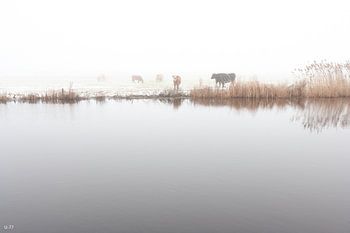 Cows in the fog