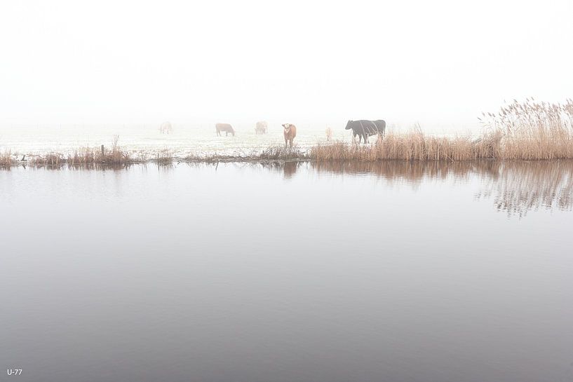 Kühe im Nebel von Steven van Zoelen