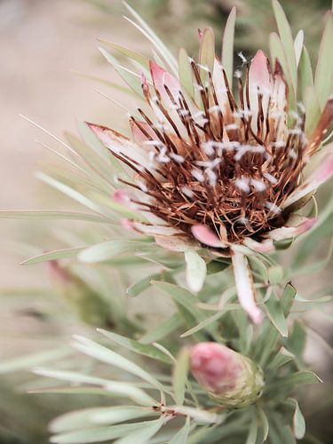 Zachte bloei elegantie