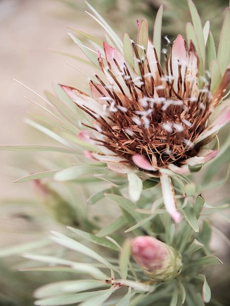 Soft Bloom Elegance by Shot by Clint