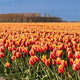 Tulpenfelder auf Goeree-Overflakkee von Wessel Dekker