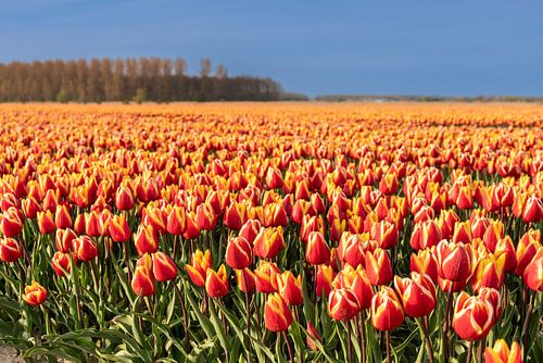 Tulpenvelden op Goeree-Overflakkee van Wessel Dekker