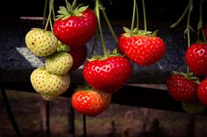 Sweet strawberry van Carolien Lichtendonk