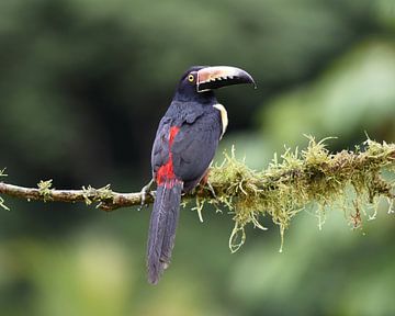 Birds of Costa Rica: Collared Aracari (Halsbandarassari) van Rini Kools