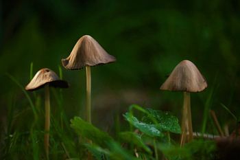 autumn mushrooms in light