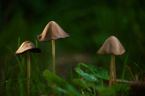 champignons d'automne en lumière
