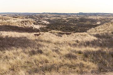 Hert in de duinen van Yanuschka Fotografie | Noordwijk