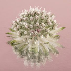 Simple still life in pink: Reflection of a Zeeland button by Marjolijn van den Berg