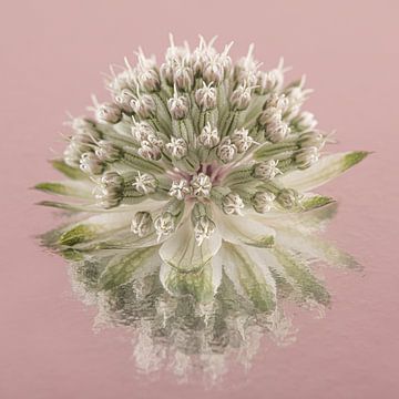 Eenvoudig stilleven in roze: Weerspiegeling van een Zeeuws knoopje van Marjolijn van den Berg