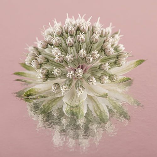 Eenvoudig stilleven in roze: Weerspiegeling van een Zeeuws knoopje