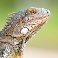 Iguane vert
