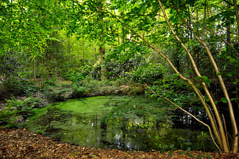 Pool in a forrest