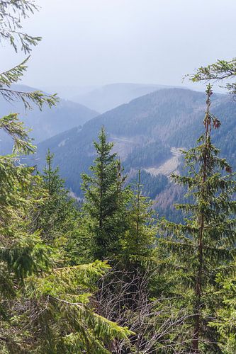 Landschaft im Nebel,  Goslar, Harz