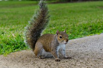 USA, Florida, Kleines Eichhörnchen sitzt mit aufrechtem Schwanz neben einer Wiese und wartet auf Futter von adventure-photos