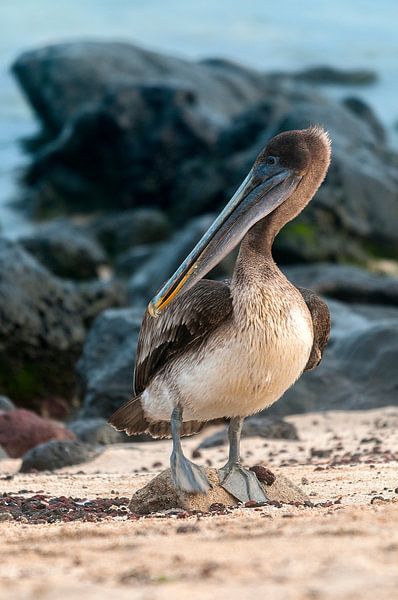 Bruine pelikaan by Maarten Verhees