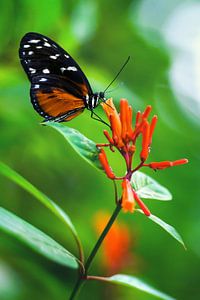 Vlinder op een bloem tegen een mooie achtergrond van Chihong