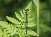 Hufeisen Azurjungfer