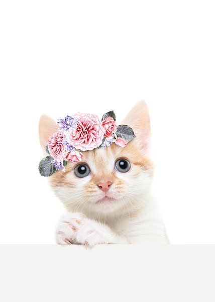 Liebenswerte Babykatze mit gefalteten Pfoten, als ob sie beten oder betteln würde von Elles Rijsdijk