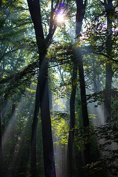 Ochtendgloren door de bomen | Zonneschijn in het bos van Susanna Gerritse