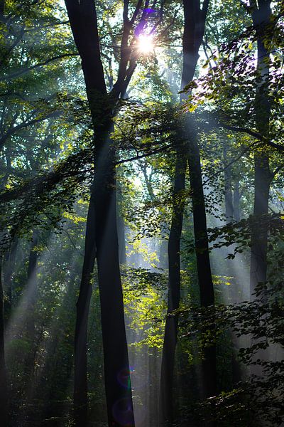 Sunshine through the trees by Susanna Gerritse
