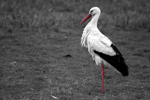 Black, white and red