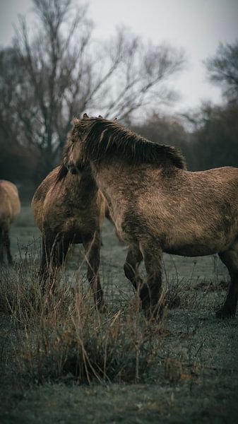 Wild horses by AciPhotography