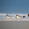 Huîtriers sur la plage sur Anja Brouwer Fotografie