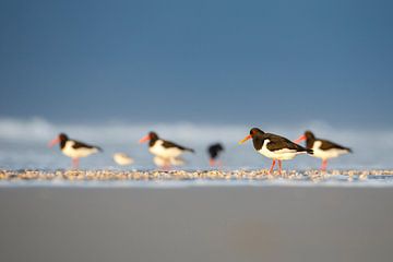 Scholeksters op het strand van Anja Brouwer Fotografie