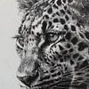 Le léopard, une puissance contenue dans un dessin en noir et blanc sur Eva Lee