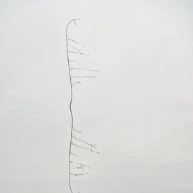 Einfachheit und Reflexion von Nick Holland