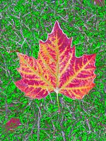 Red leaf