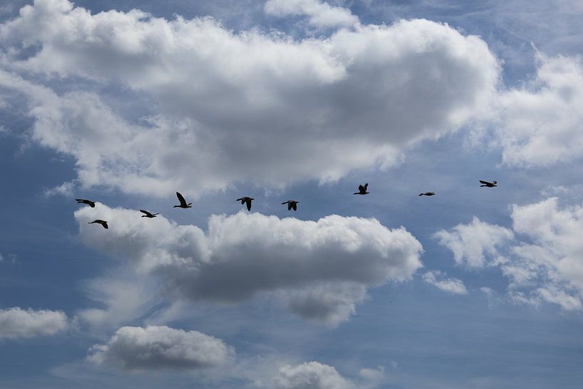 Birds in the sky by Lennart Mans