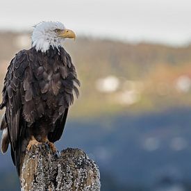 An American bald eagle by Menno Schaefer