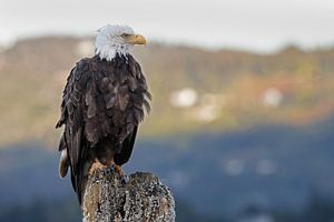 Een Amerikaanse Zeearend