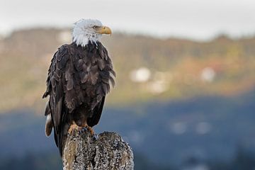 An American bald eagle