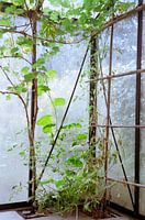 Glashaus