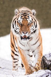 Tigre dans la neige