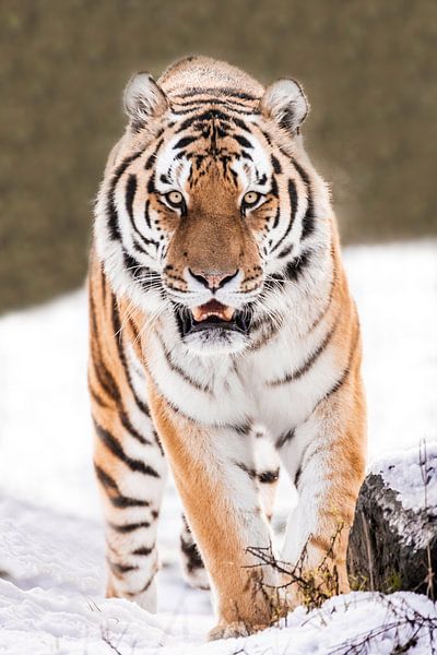 Tijger in de sneeuw van Design Wall Arts