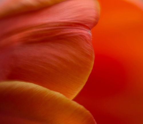 Oranje tulp